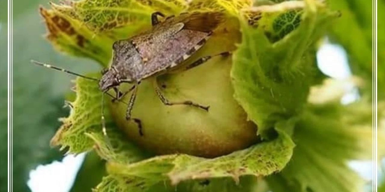 Bakanlıktan öğrencilere böcek toplama yarışması: En çok toplayana bisiklet