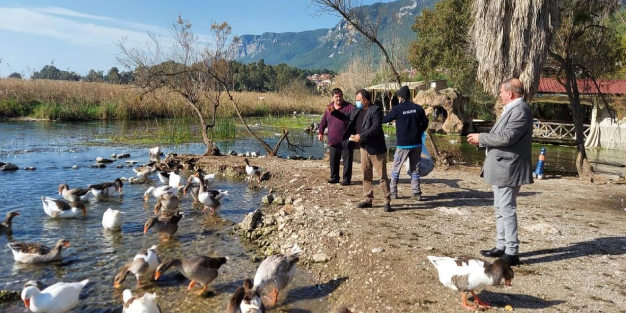 Akyaka'da kaz ölümleri: Kuş gribi tespit edildi