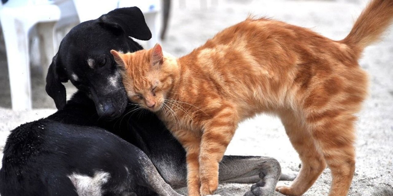 Sayıştay tespiti: Belediyeler sokak hayvanlarına bütçe ayırmıyor