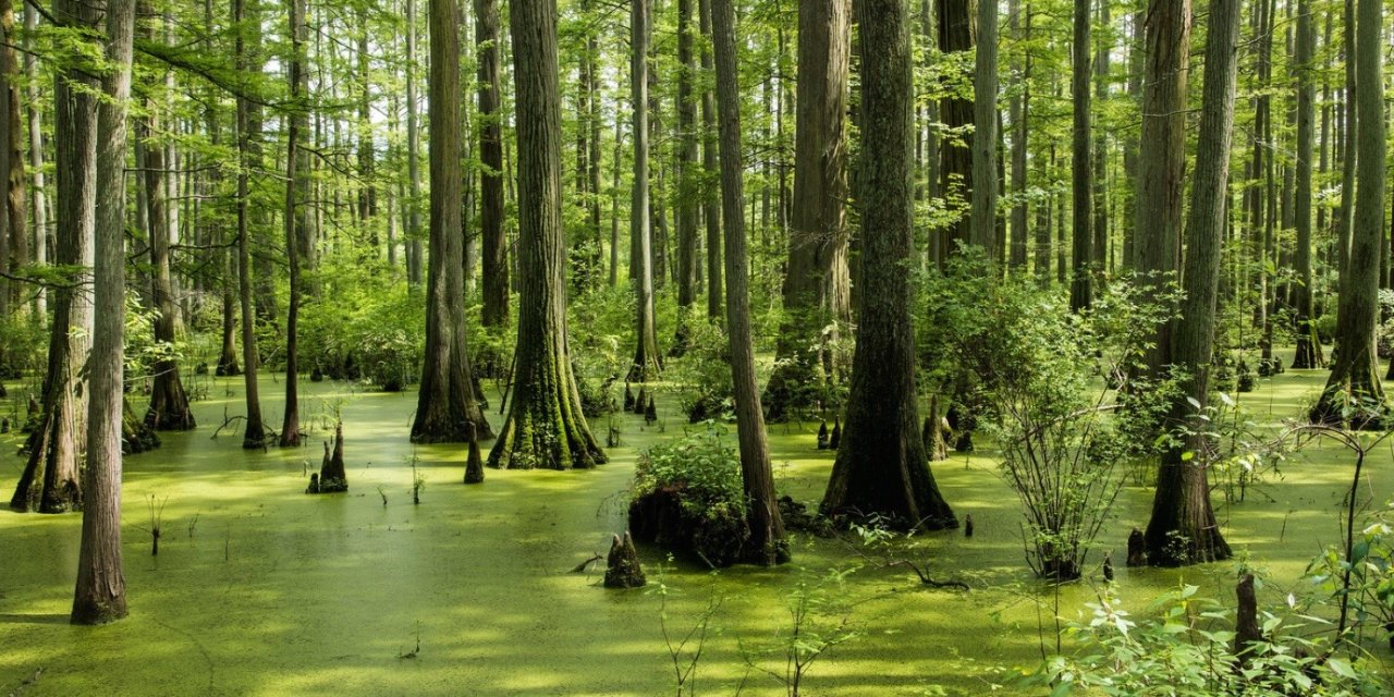 Kırklareli nükleer santralinin Longoz Ormanları’na komşu olacağı iddiası
