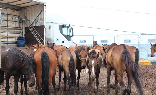 Hopa’da TIR parkında ölüme terk edilen atlar karantinada