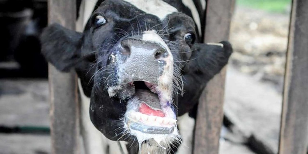 Artvin'in Murgul ilçesinde şap hastalığı: 30 günlük karantina başlatıldı