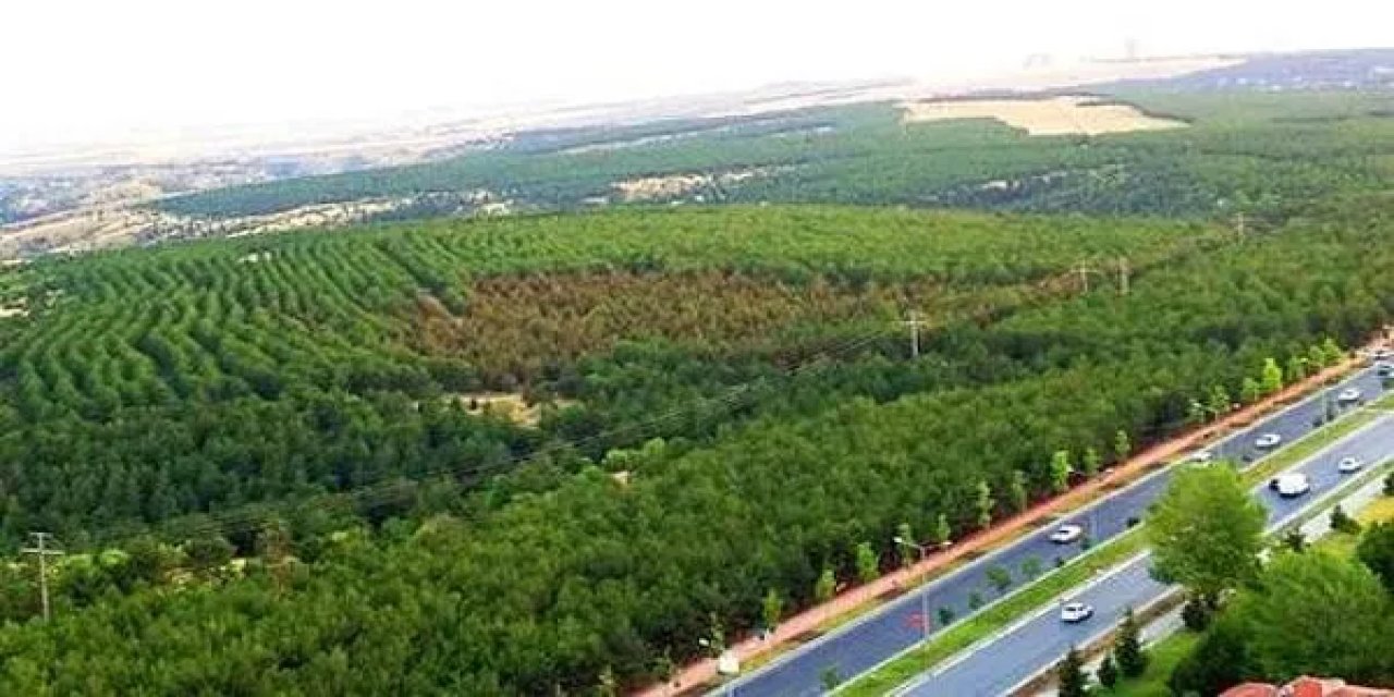 ODTÜ Ormanı'na yeni tehdit: 9 katlı AVM yapılmak isteniyor