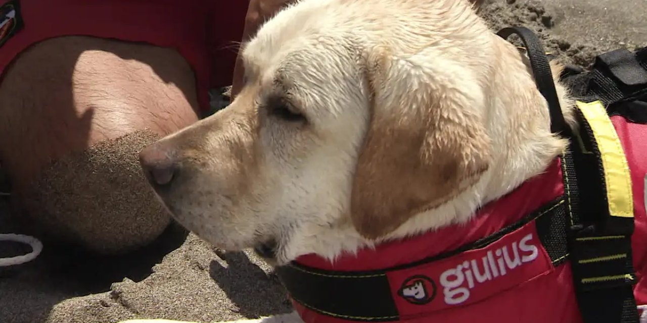 Köpekler felaketleri önceden hissediyor mu?