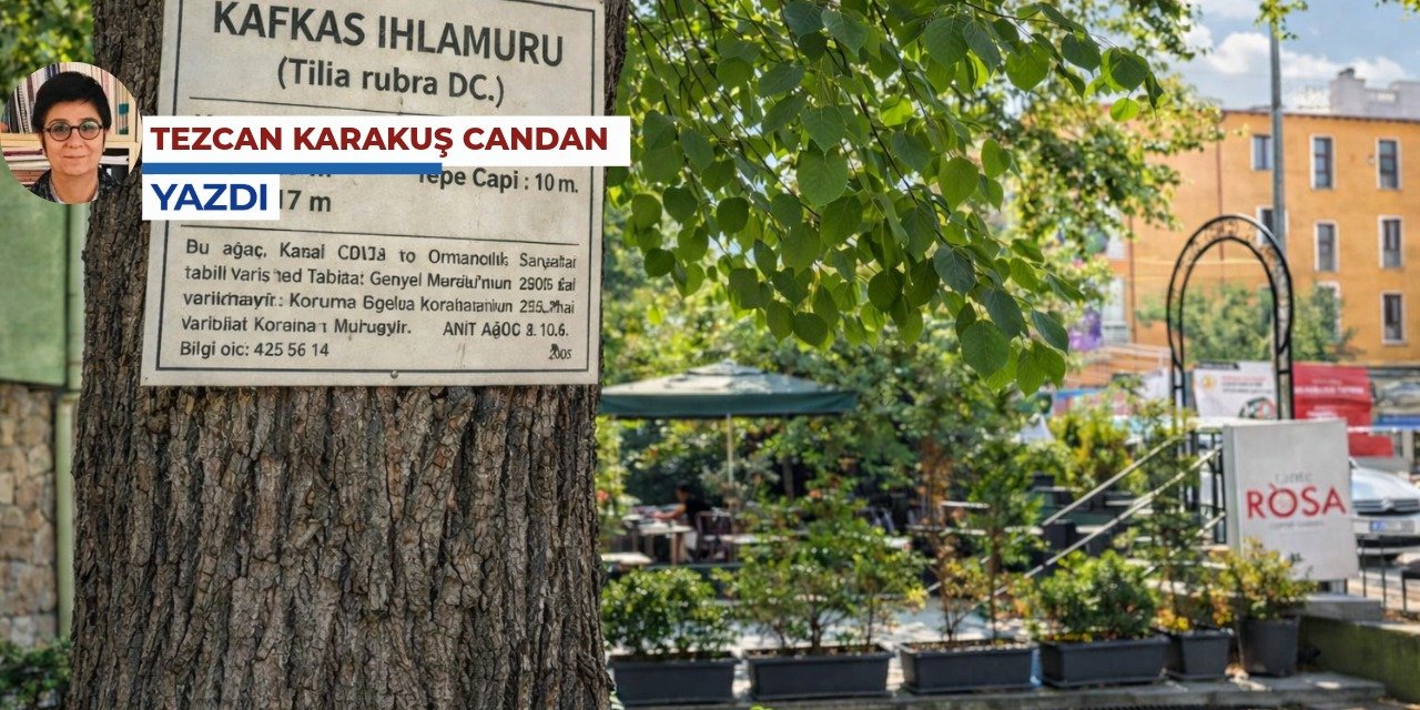 Ankara Kafkas Ihlamuru’nu ve Sevgi Soysal Evi’ni koruyacak mı?