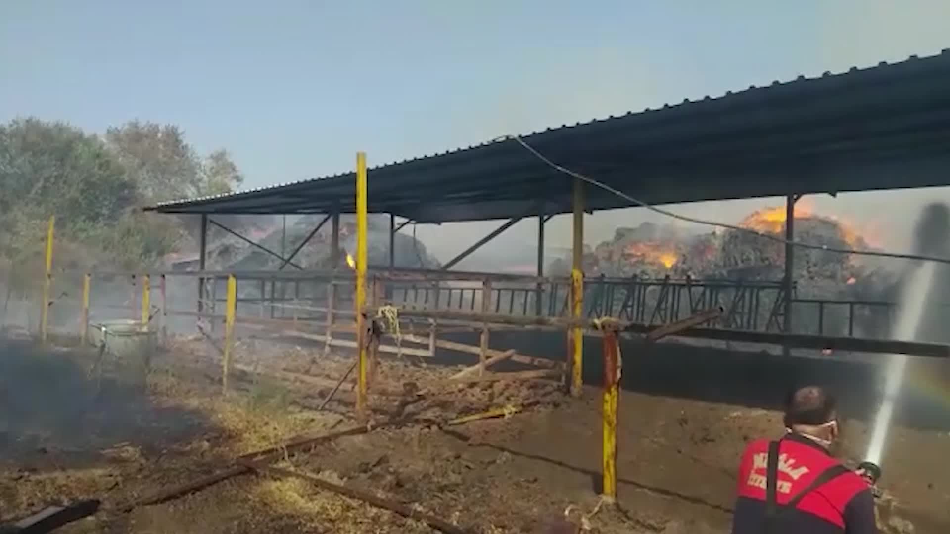 Milas'ta şimdi de asırlık zeytin ağaçları yanıyor