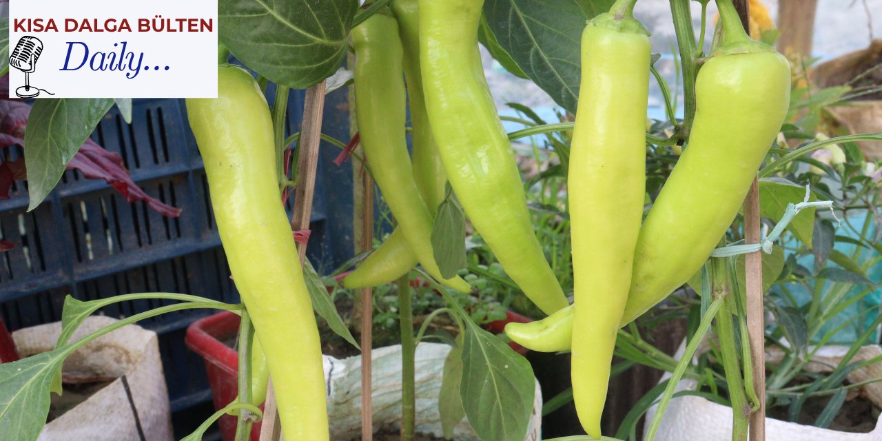 Hürmüz kapandı - Halde biber oyunu - 2 belediye 2 operasyon