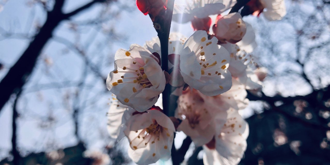 Meteoroloji, tahminlerini açıkladı, bilim insanlarından El Nino uyarısı geldi: Bahar ne zaman gelecek?