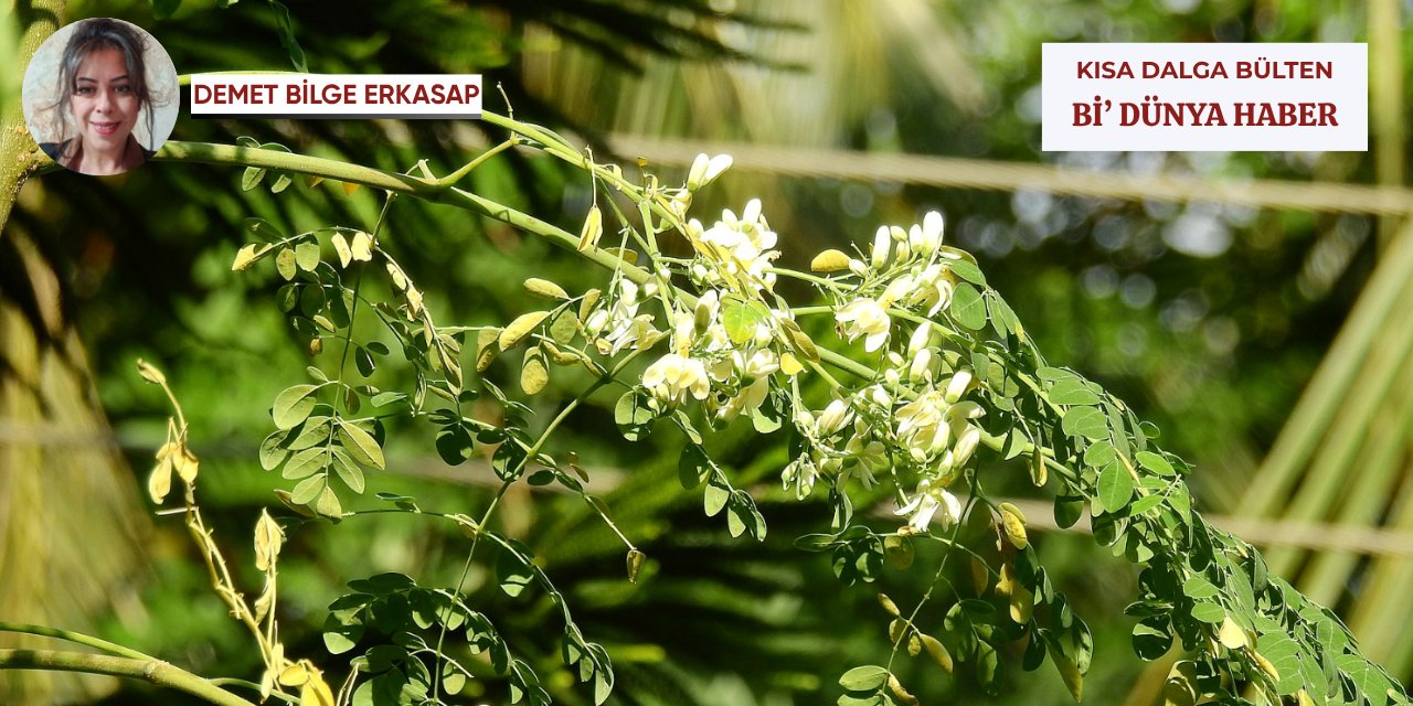 Kayıp bilim insanları, saç kurutmaya kazanılan bahis ve moringa mucizesi