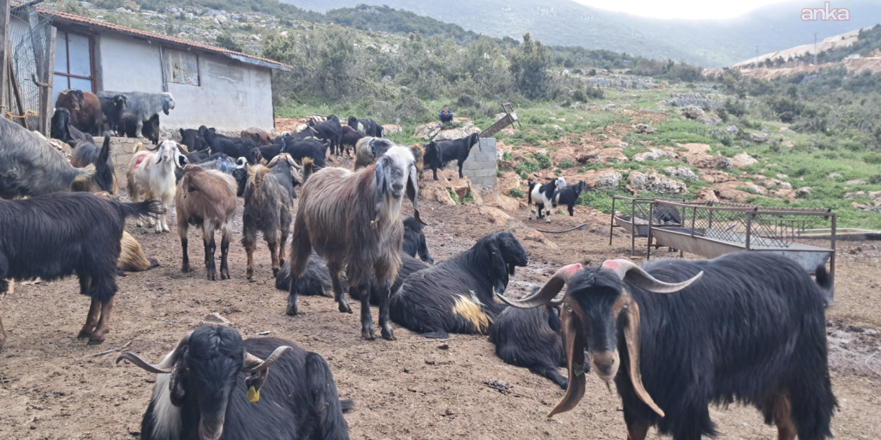 65 keçiyi taş ocağının atık suyu mu öldürdü?