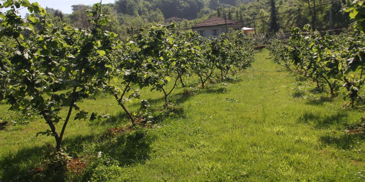 Altına hücum: Karadeniz'in fındık bahçeleri altın madeni kuşatması altında