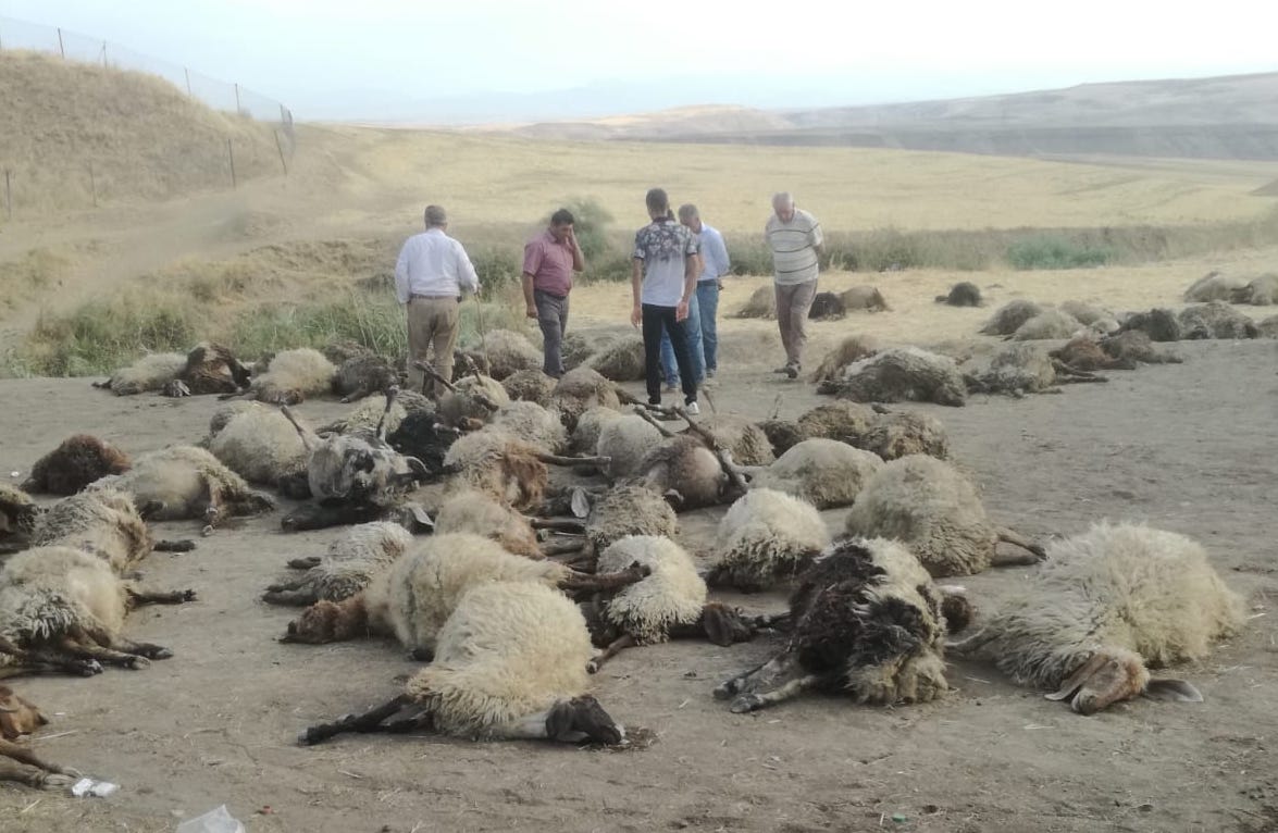 Sulama kanalına düşen 175 koyundan 170'i öldü