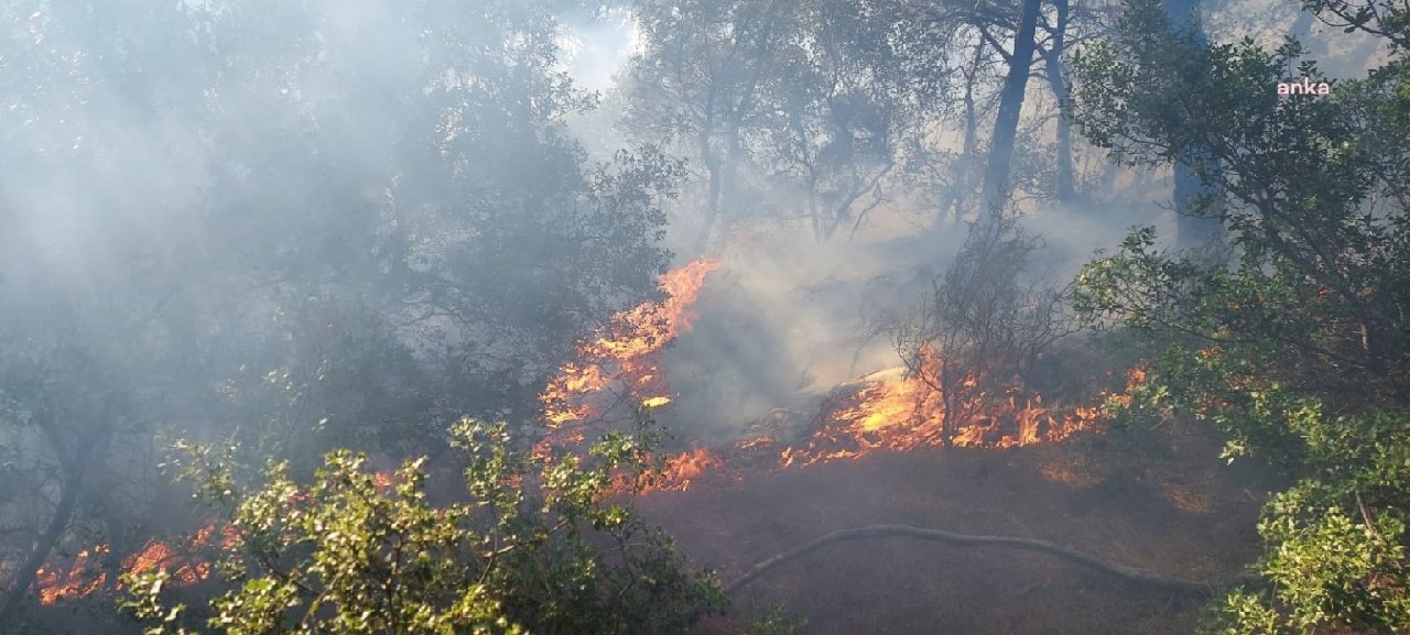 Çanakkale Ezine'ye bağlı Tavaklı'da orman yangını