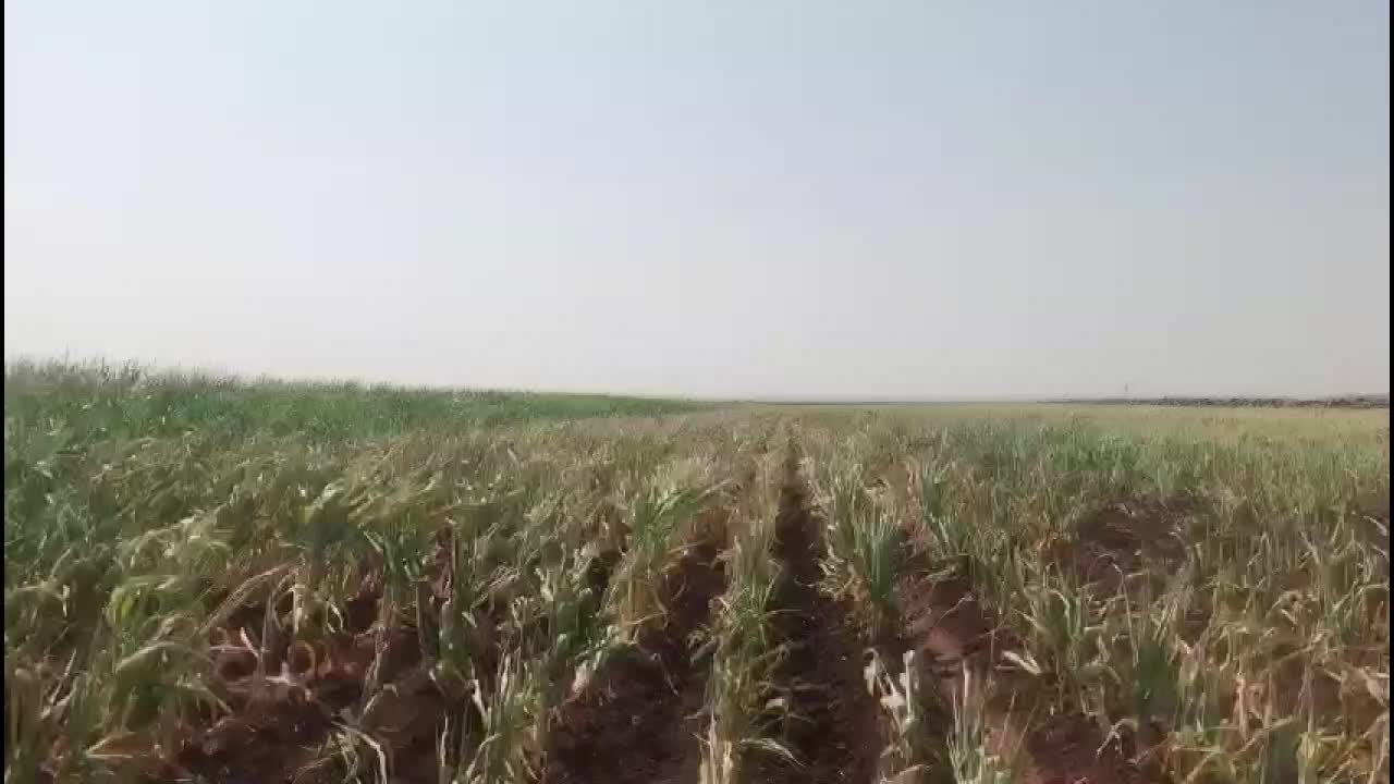 Urfa'da elektrik kesintileri: Tarımda yüzde 30'a varan kayıp yaşanıyor