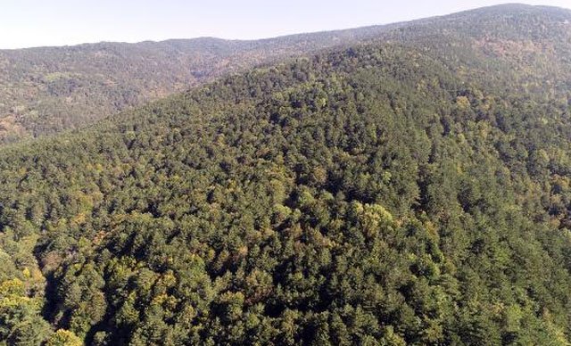 İstanbul'da ormanlara giriş yasağı 30 Eylül'e kadar uzatıldı