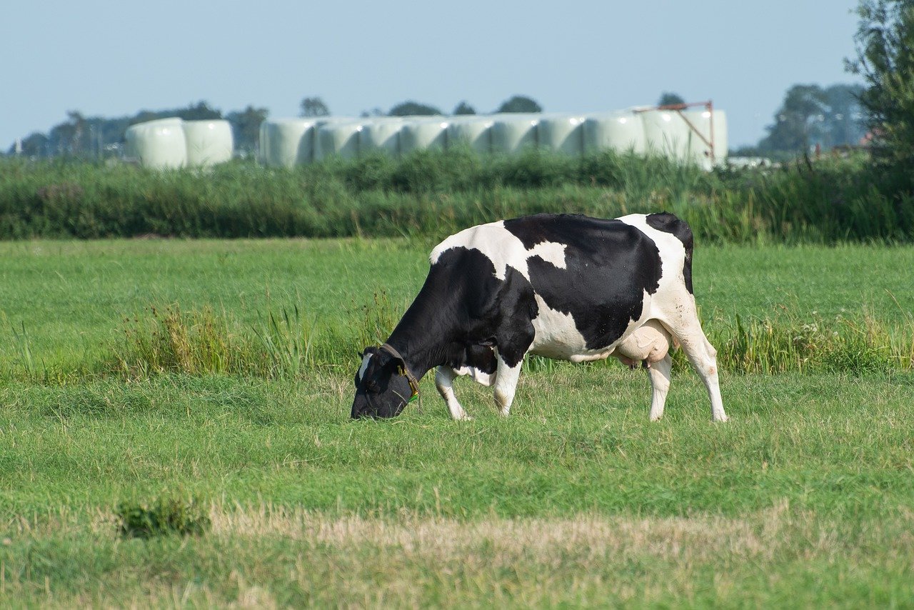 Hollanda azot salımını düşürmek için çiftlik hayvanlarının sayısını üçte bir oranında azaltıyor