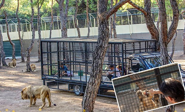 Antalya'da aslan safarisine hayvan hakları savunucularından tepki