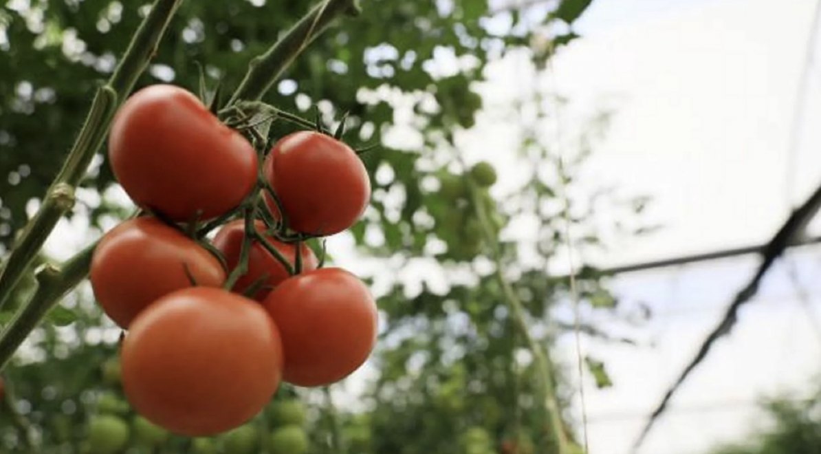 Japonya’da kan basıncını düşürmeye yardımcı domates satışı başlıyor