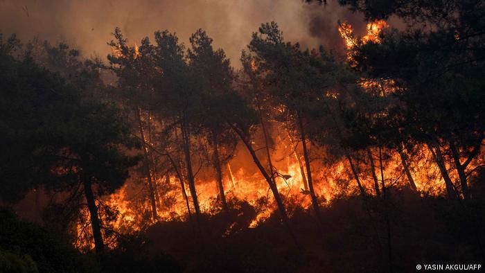 Orman yangınları CO2 emisyonlarını rekor seviyeye çıkardı