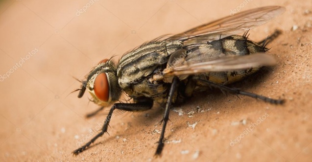 "Marmara'yı istila eden "baldırsokan" sineği hastalık taşıyabilir"