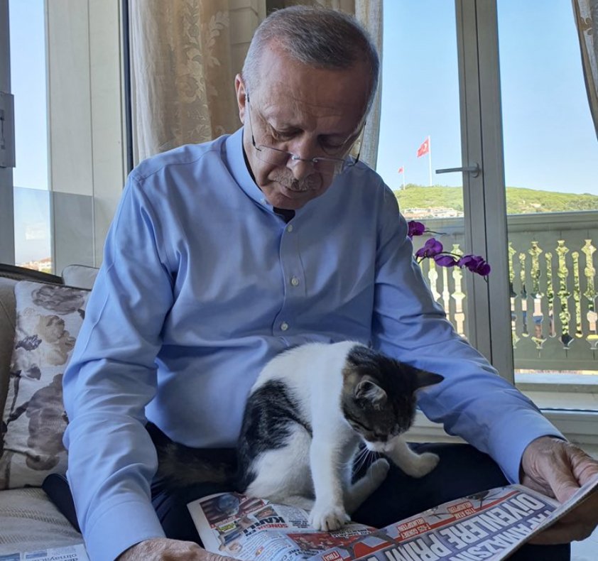 Erdoğan, torununun kedisiyle fotoğraf paylaştı: "Pıt Pıt Şeker... Güncel gelişmelere pek meraklı"