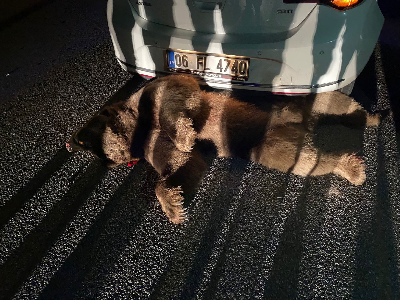 Bursa'da arabanın çarptığı ayı öldü