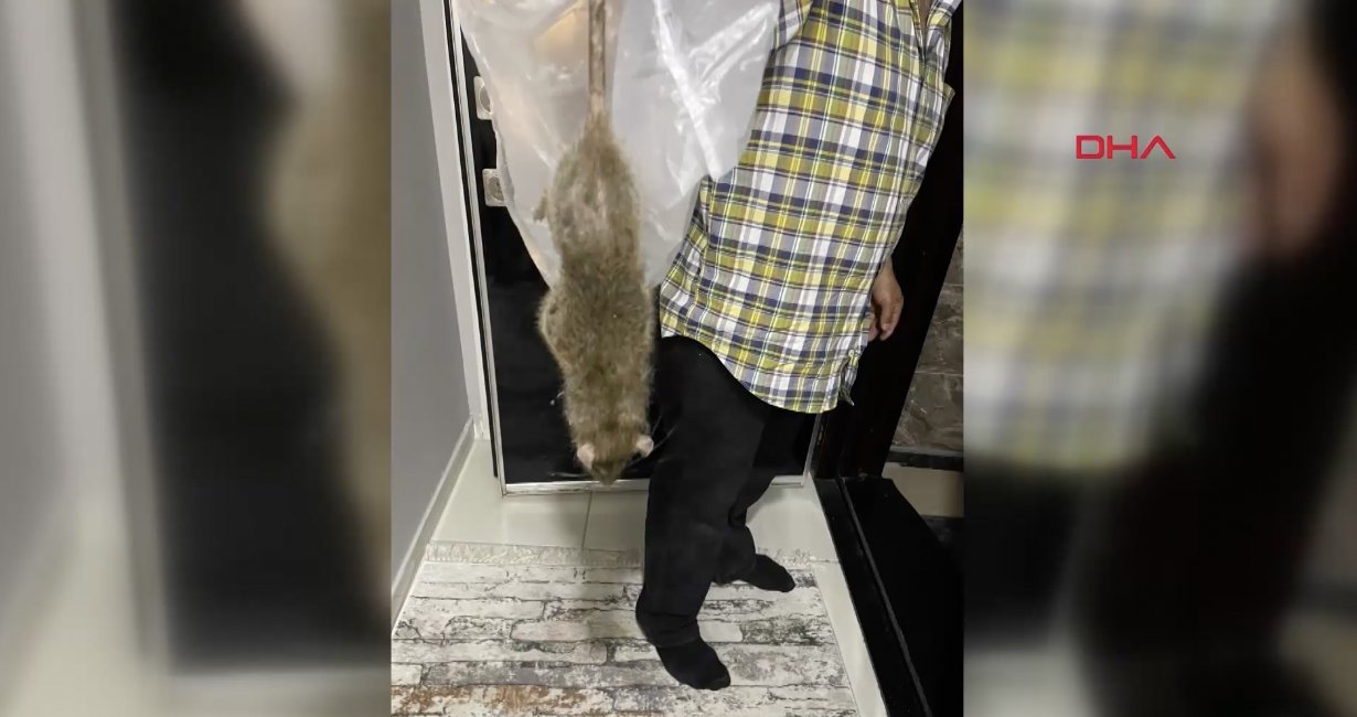 İstanbul'da kedi büyüklüğünde fare paniği