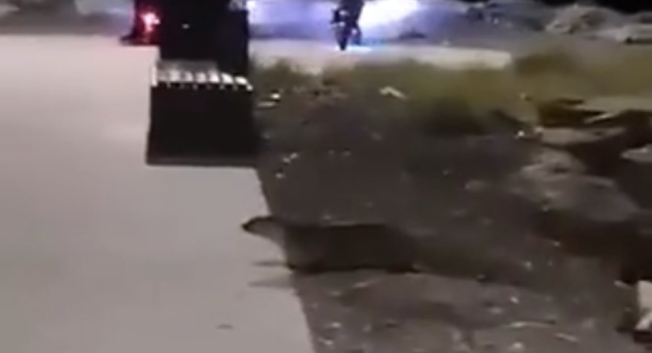 Kadıköy Kurbağalıdere'de su samuru görüldü