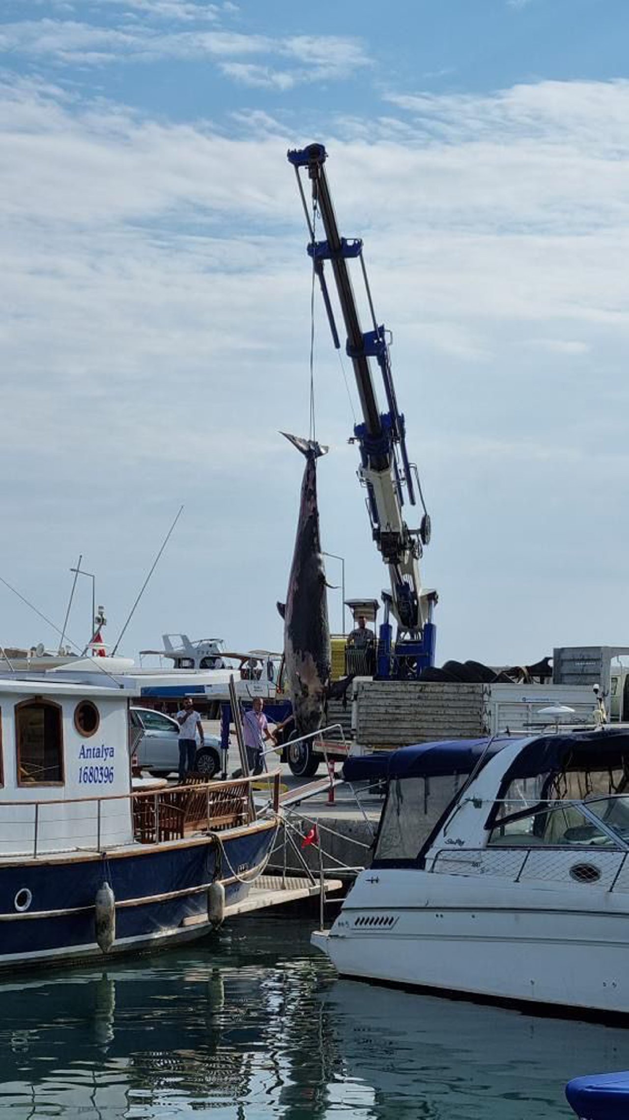 Antalya'da yalancı katil balina ölüsü kıyıya vurdu
