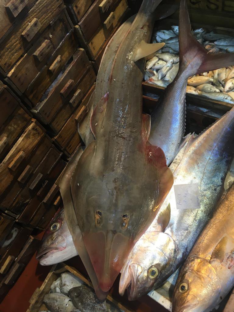 Antalya'da avlanması yasak balıklar mezatta satılıyor