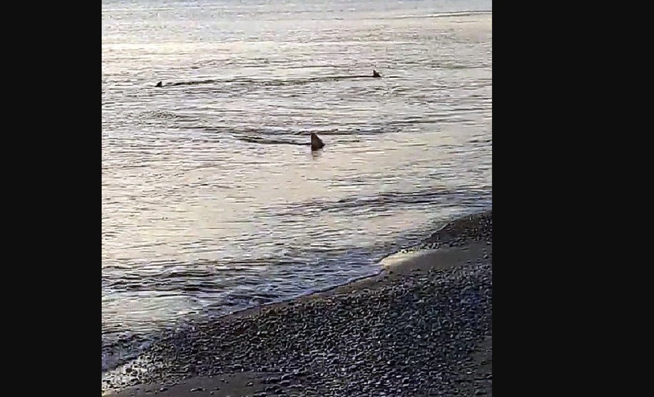 Muğla'da kıyıya 3 metre mesafede köpek balıkları görüntülendi