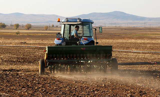 Arpa, buğdayda rekolte yüzde 60 düştü, ekili alan 72 bin 444 dekar azaldı