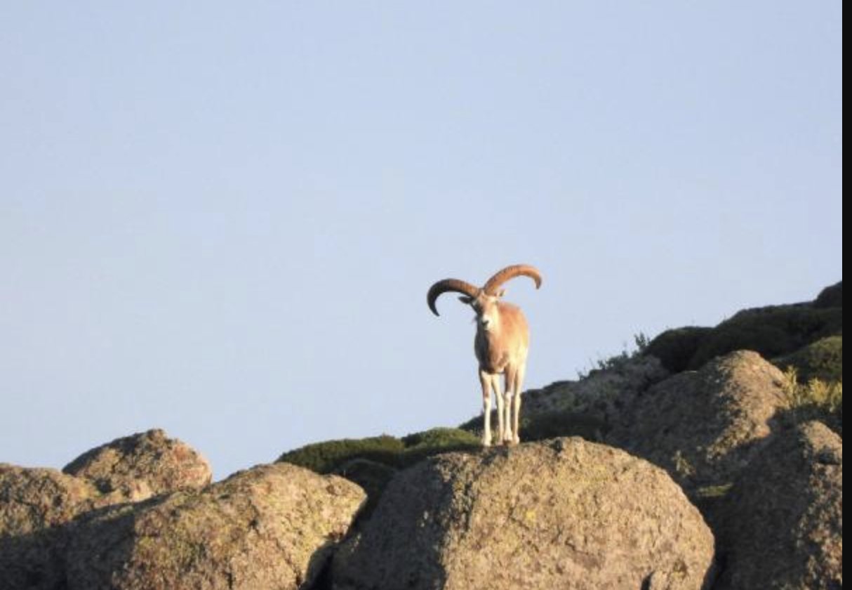 Mahkeme 7 yaban koyunu ile 3 yaban keçisi avına ikinci kez yürütmeyi durdurma kararı verdi