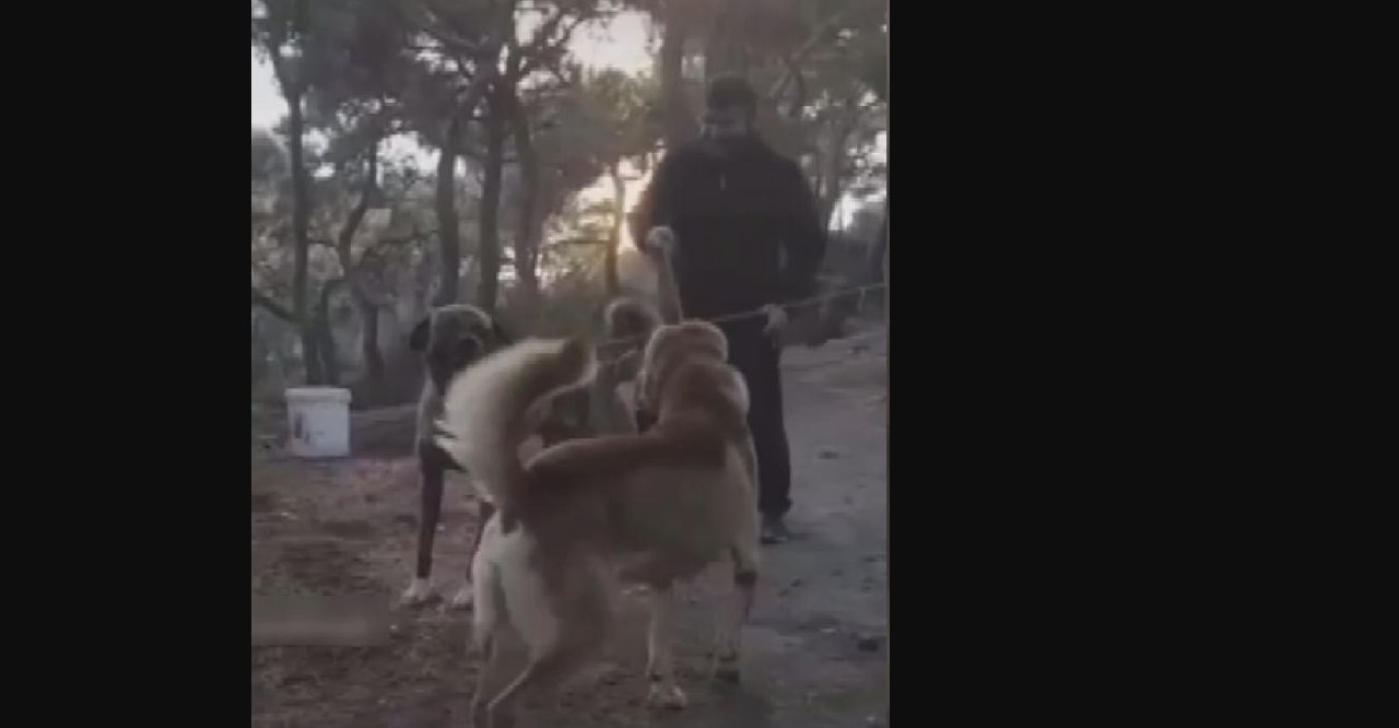 Büyükada'da köpeklerin kulaklarını kesip  dövüştürdüler, 1 kişiye 4500 lira para cezası verildi