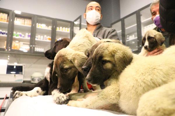 Ankara'da can çekişirken bulunan 9 köpekten 4'ü öldü, soruşturma başlatıldı