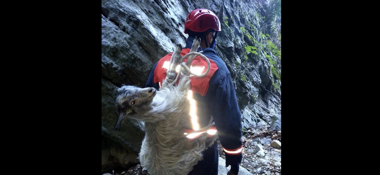 Kanyondan keçi kurtarma operasyonu