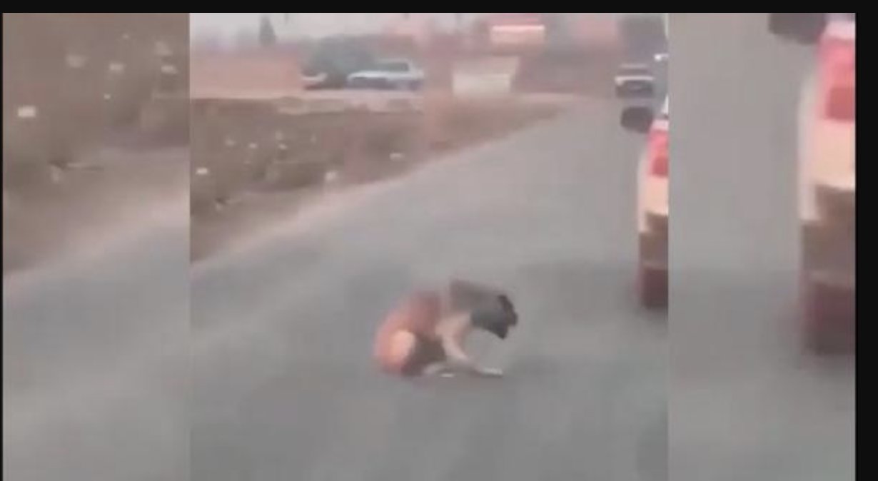 Yoldan geçen köpeği kamyonetten ateş ederek vuran şüpheli yakalandı
