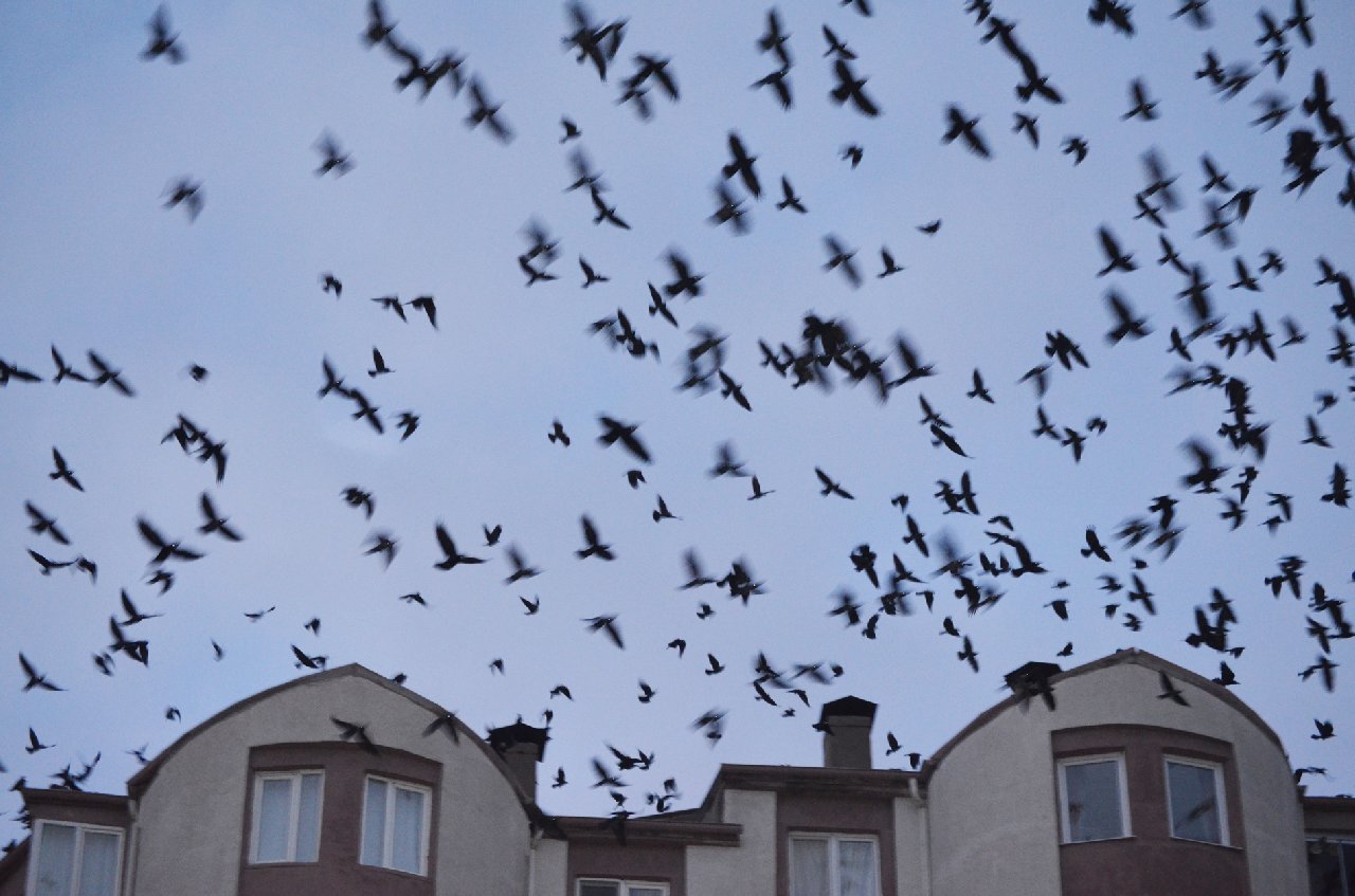Aksaray'da kargalar bir mahalleyi istila etti
