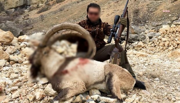 Danıştay, yaban keçisi avını iptal etti