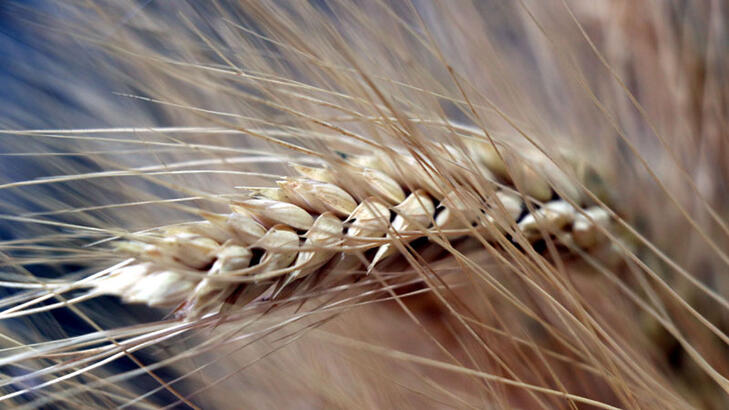 Tarım ve Orman Bakanlığı'ndan "buğday sıkıntısı yaşanacak"  yorumlarına yanıt