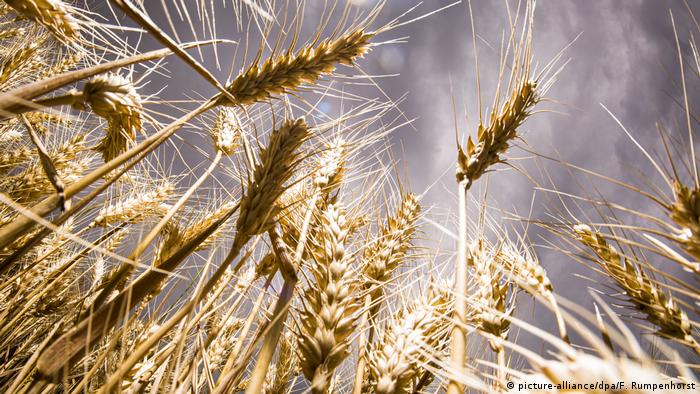 Buğday fiyatlarındaki artış dizginlenemiyor