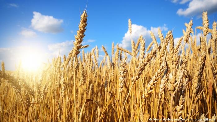 Ukrayna savaşı buğdayda darboğaz yaratır mı?