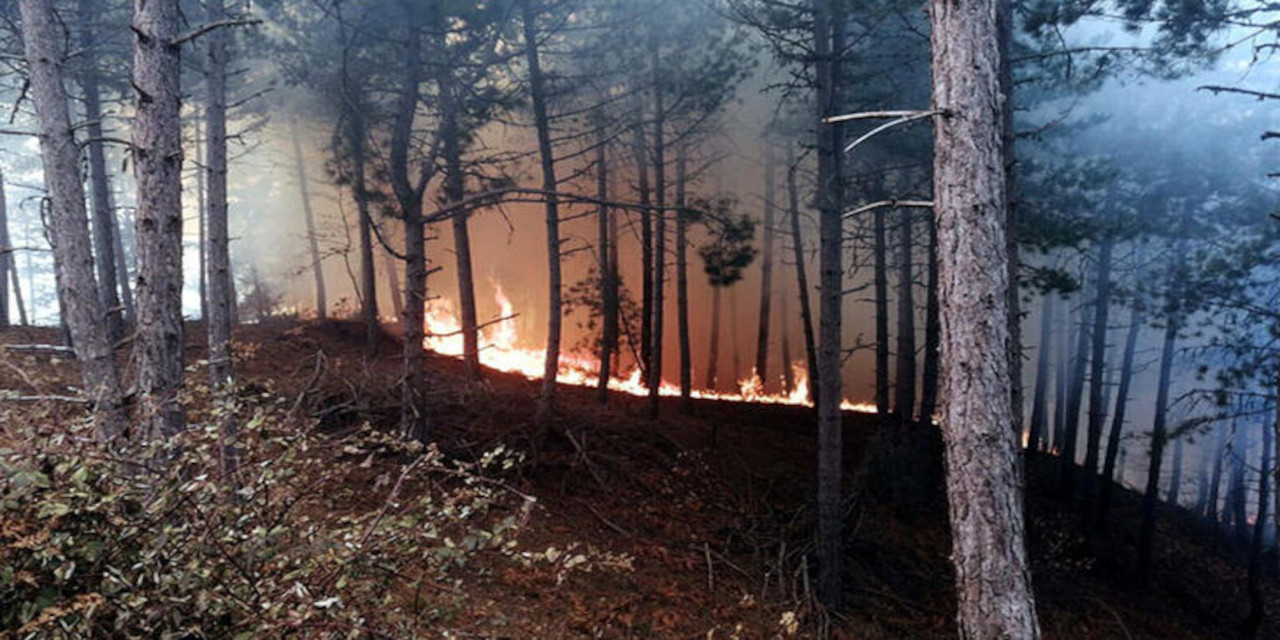 İzmir'de orman yangını