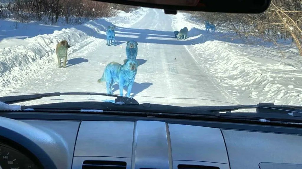 Rusya’da mavi sokak köpeklerinin sırrı ne?