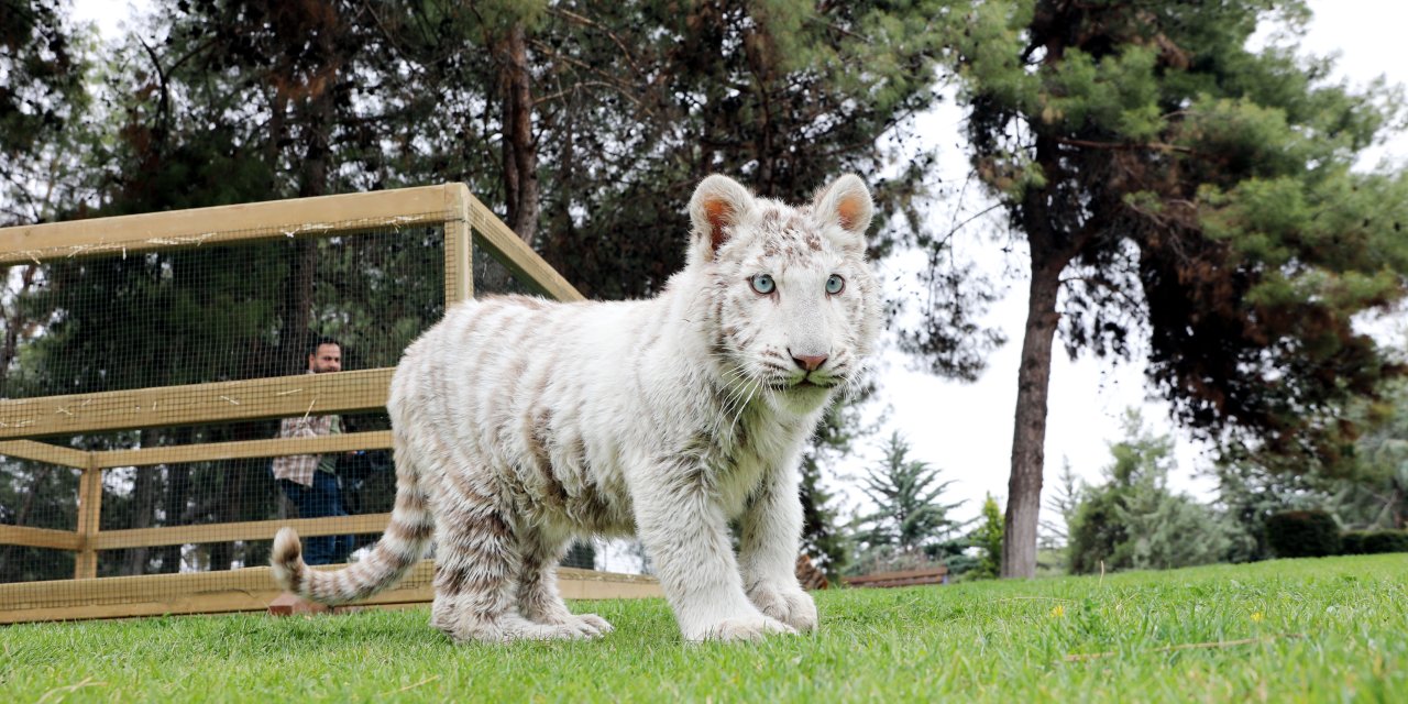 Villadan kurtarılan albino Bengal Kaplanı yeni evine taşındı