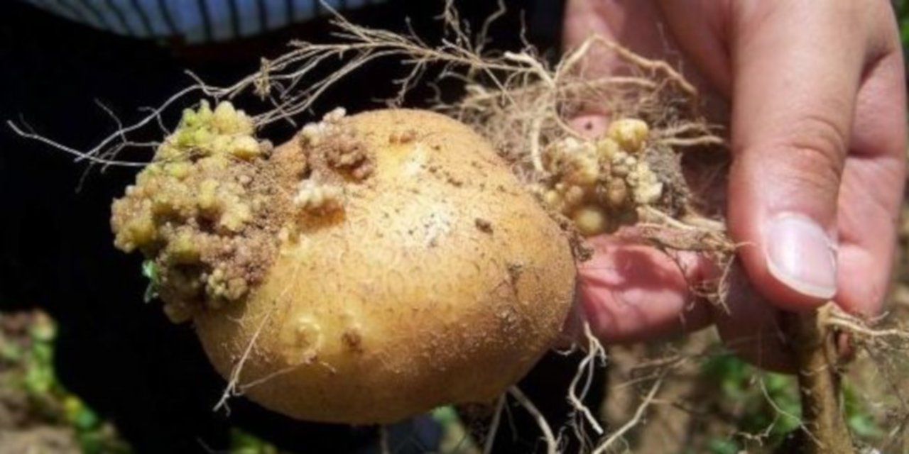 26 ilde patateste kanser karantinası