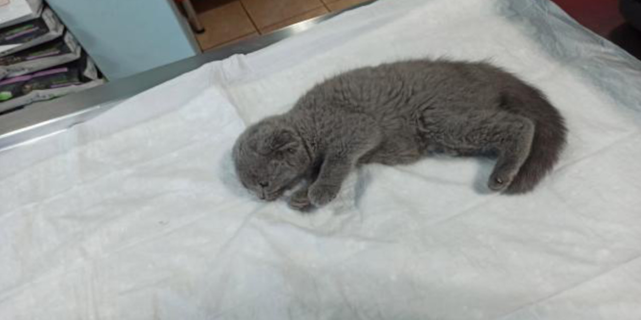 Kedi katiline 2 yıl hapis: 'Yastık sandım' diye savunma yaptı