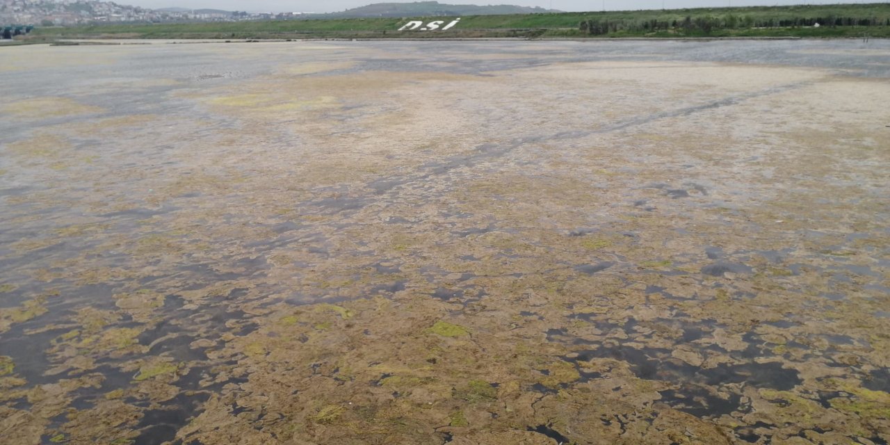 Büyükçekmece Gölü'nü yosun kapladı