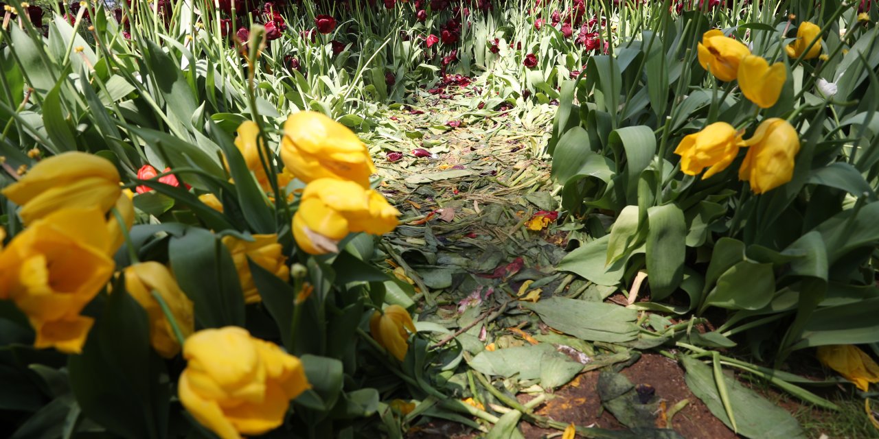 Gülhane Parkı'nda 'lale devri' erken bitti