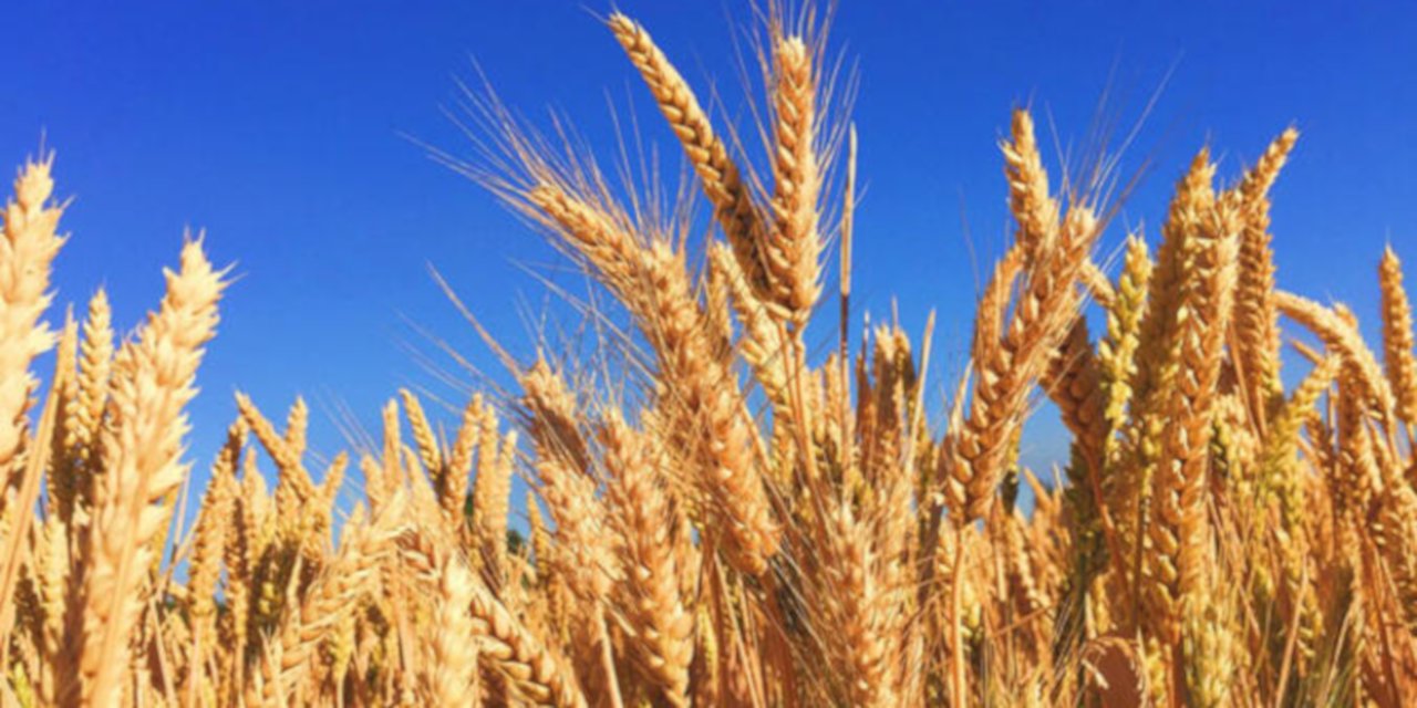 Hindistan buğday ihracatını kısmen yasakladı